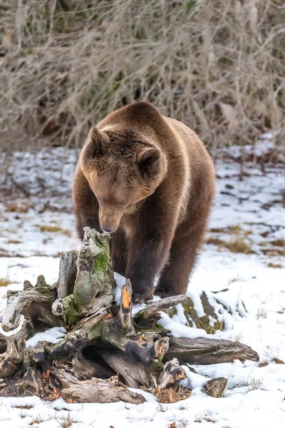 Orso Grizzly Gode Del Clima Invernale Montana — Foto Stock