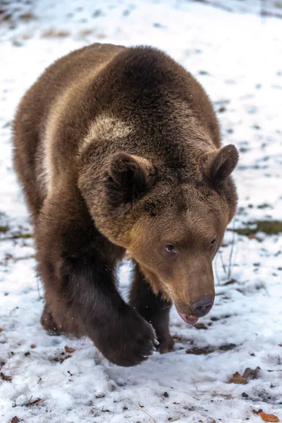 Orso Grizzly Gode Del Clima Invernale Montana — Foto Stock