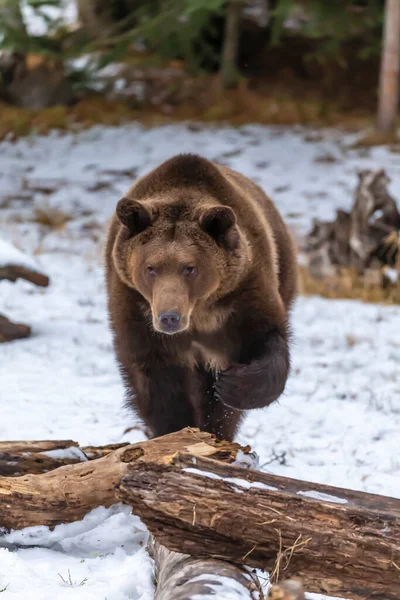 Orso Grizzly Gode Del Clima Invernale Montana — Foto Stock