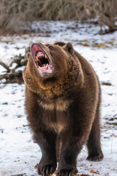 Oso Pardo Disfruta Del Clima Invernal Montana — Foto de Stock