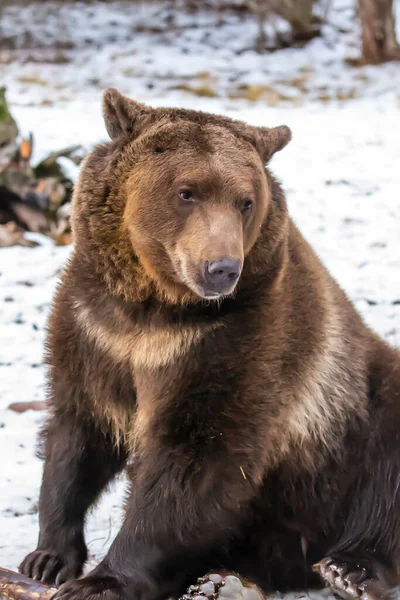 Grizzly Bear Enjoys Winter Weather Montana — Stock Photo, Image