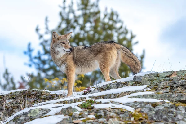 Coyote Cerca Pasto Nelle Montagne Innevate Del Montana — Foto Stock