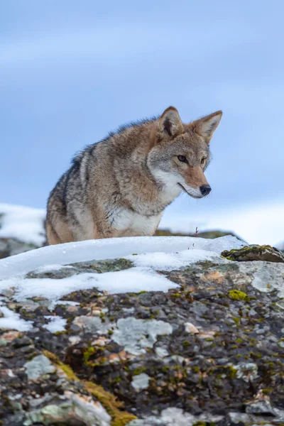 Coyote Busca Una Comida Las Montañas Nevadas Montana — Foto de Stock