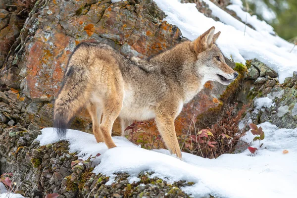 Ein Kojote Sucht Eine Mahlzeit Den Schneebedeckten Bergen Von Montana — Stockfoto