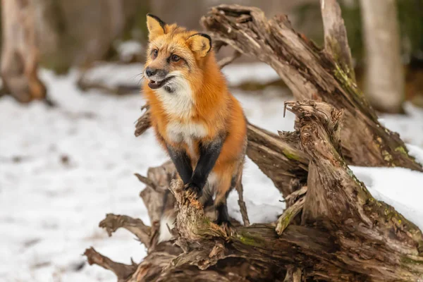 Red Fox Poluje Modlitwę Śnieżnym Środowisku — Zdjęcie stockowe