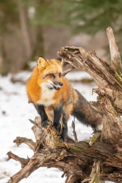 雪の多い環境で祈るための赤い狐狩り — ストック写真