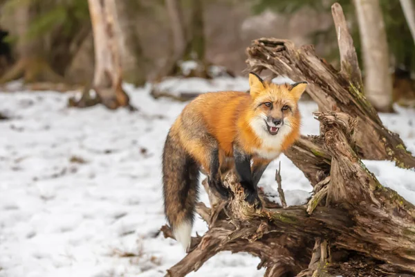 雪の多い環境で祈るための赤い狐狩り — ストック写真