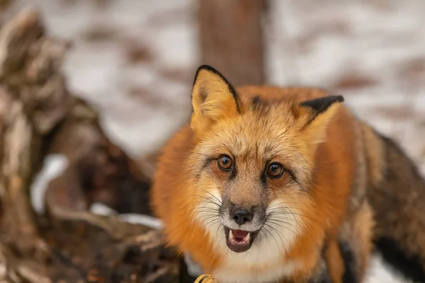 Red Fox Jakt Snöig Miljö — Stockfoto