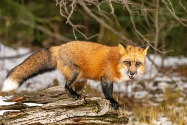 Renard Roux Chasse Pour Prier Dans Environnement Enneigé — Photo