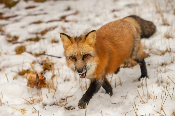 一只红狐在白雪的环境中寻找祷告 — 图库照片