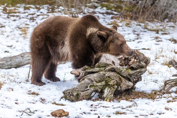 Медведь Гризли Наслаждается Зимней Погодой Монтане — стоковое фото