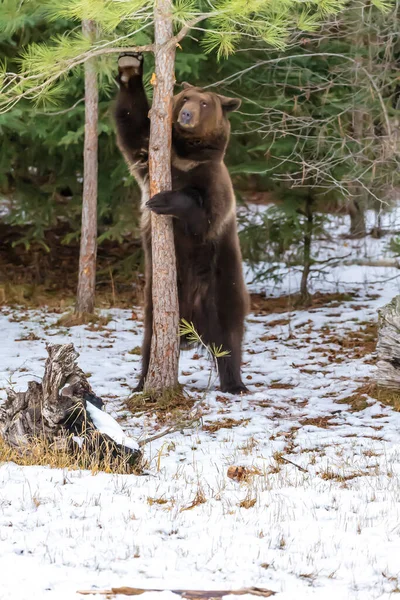 Медведь Гризли Наслаждается Зимней Погодой Монтане — стоковое фото