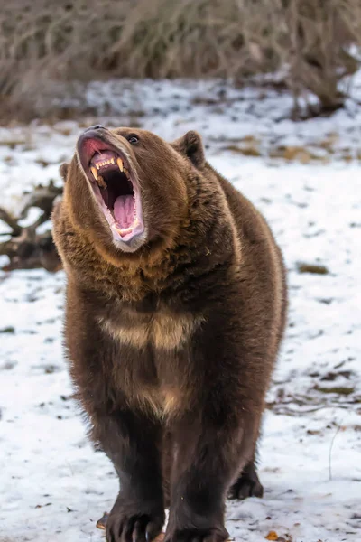 Oso Pardo Disfruta Del Clima Invernal Montana — Foto de Stock