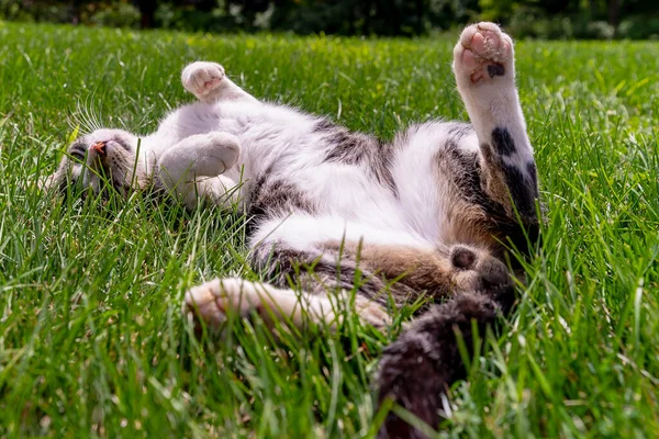 Una Hermosa Casa Familia Gato Detiene Para Retrato Ambiente Aire —  Fotos de Stock