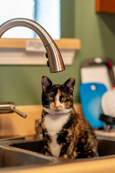 A beautiful family house cat pauses for a portrait while sitting in a sick in a home environment