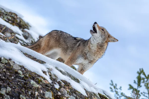 Een Coyote Zoekt Een Maaltijd Besneeuwde Bergen Van Montana — Stockfoto