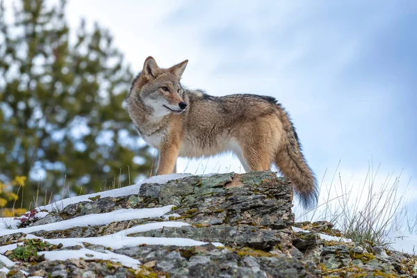 Ein Kojote Sucht Eine Mahlzeit Den Schneebedeckten Bergen Von Montana — Stockfoto