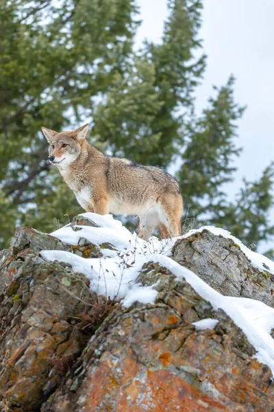 Coyote Searches Meal Snowy Mountains Montana — Stock Photo, Image