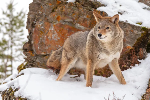 一只狼在蒙大拿的雪山里觅食 — 图库照片