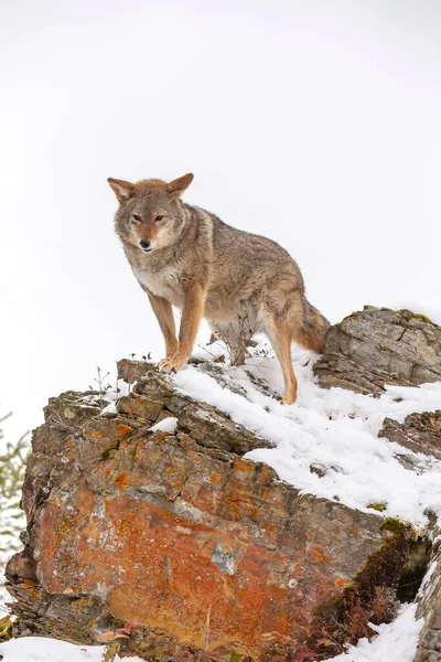 Coyote Searches Meal Snowy Mountains Montana — Stock Photo, Image