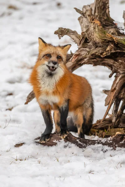 Ein Rotfuchs Auf Der Jagd Nach Gebet Einer Verschneiten Umgebung — Stockfoto