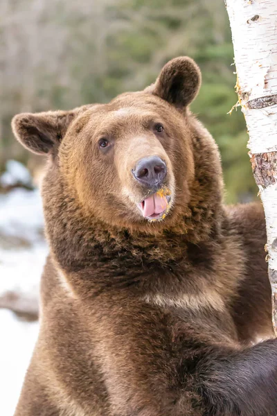 Orso Grizzly Gode Del Clima Invernale Montana — Foto Stock
