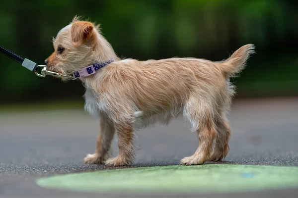 Beautiful Young Puppy Pauses Portrait Outdoor Environment — Stock Photo, Image