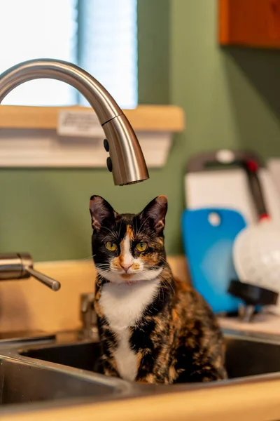 Une Belle Maison Famille Chat Arrête Pour Portrait Alors Est — Photo