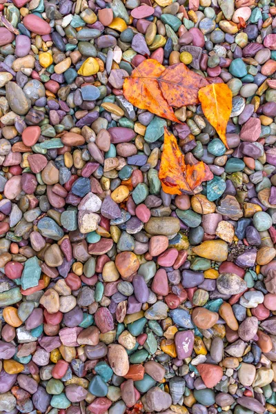 落叶落在河床附近湿透了的卵石上 — 图库照片
