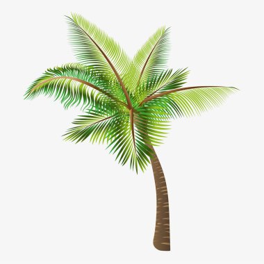 Vektör ağaçlar palmiye. 