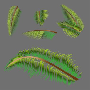 Vektör ağaçlar palmiye. 