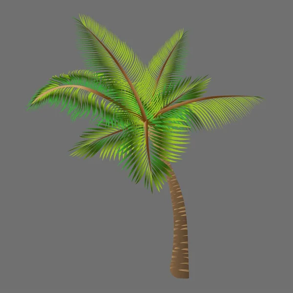 Árboles vectoriales palmera . — Vector de stock