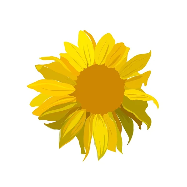 La flor vectorial del girasol . — Archivo Imágenes Vectoriales