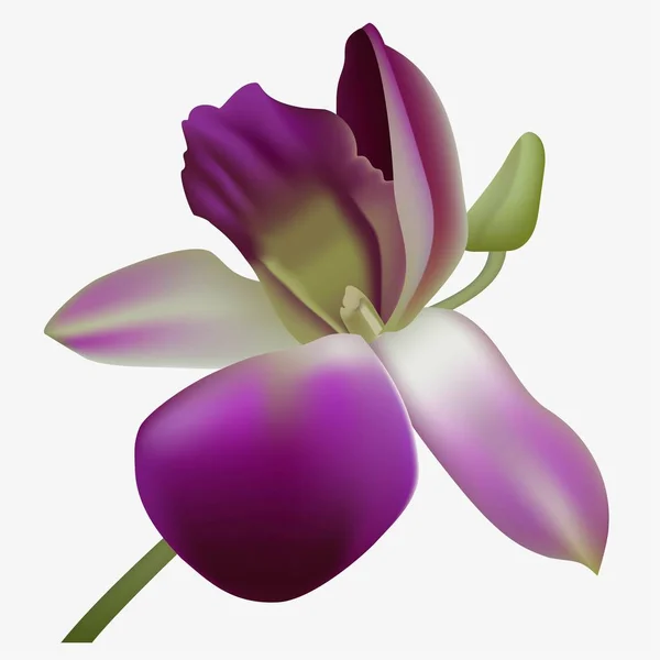 Orquídea vectorial realista . — Vector de stock
