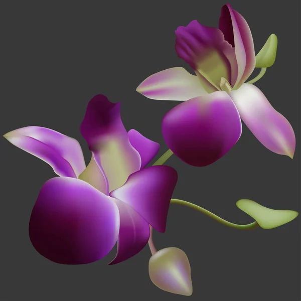 Orquídea vectorial realista . — Archivo Imágenes Vectoriales