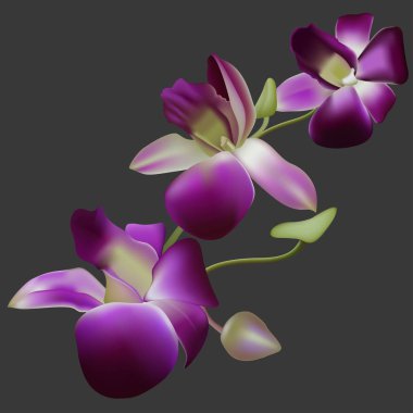 Gerçekçi vektör orkide.