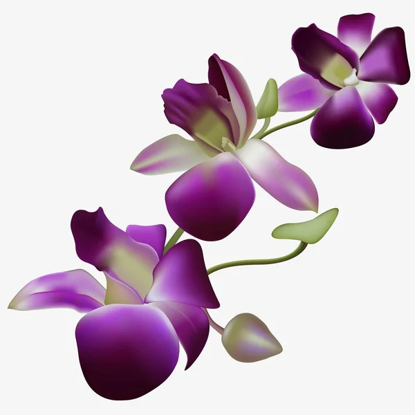 Orquídea vectorial realista . — Archivo Imágenes Vectoriales