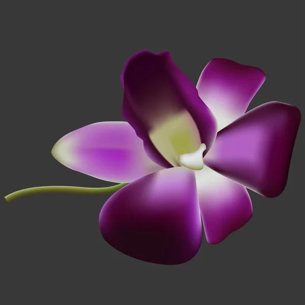 Orchidée vectorielle réaliste . — Image vectorielle