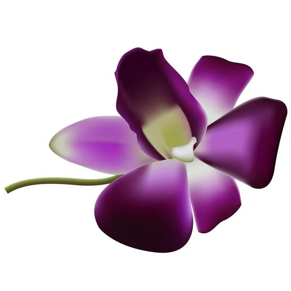 Orquídea vectorial realista . — Archivo Imágenes Vectoriales