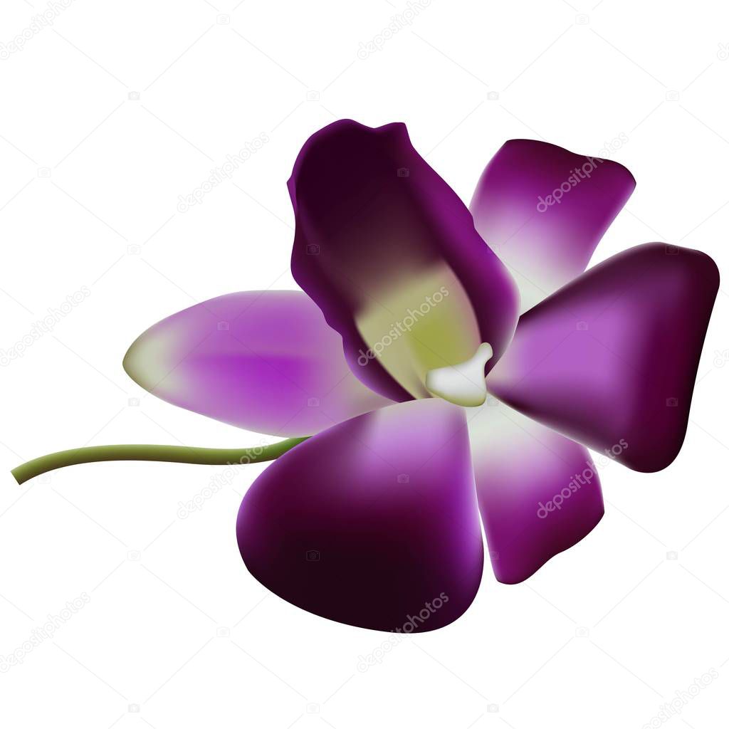 Realistic vector orchid.