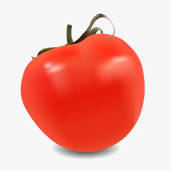 Vektor ilustrasi dari tomat. - Stok Vektor