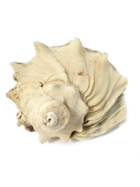 Photo of sea shells. — Stock Photo, Image