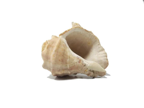 Photo of sea shells. — Stock Photo, Image