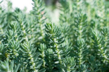 Bahçedeki lidium bitki. 