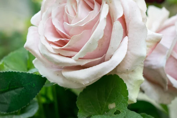 Flor rosa artificial . — Fotografia de Stock