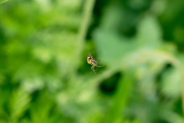 Imagen de una araña pequeña . —  Fotos de Stock