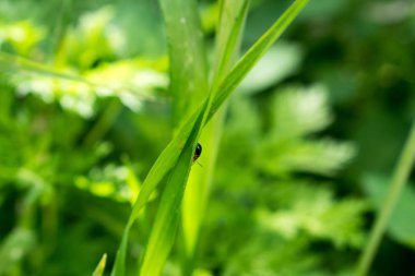 Küçük bir böcek.
