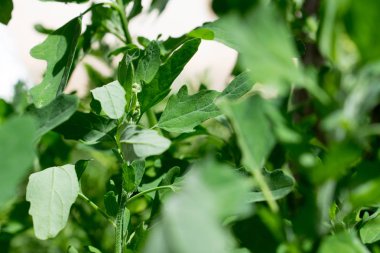 Fotoğraf yeşil bir bitki.