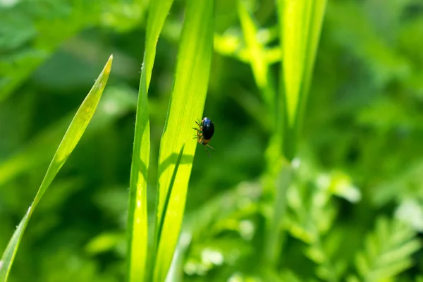 Un pequeño escarabajo . —  Fotos de Stock