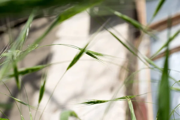 小穗植物的照片. — 图库照片